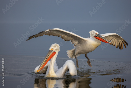 Konstfotografi Dalmatian pelican near Lake Kerkini, Greece during winter season.