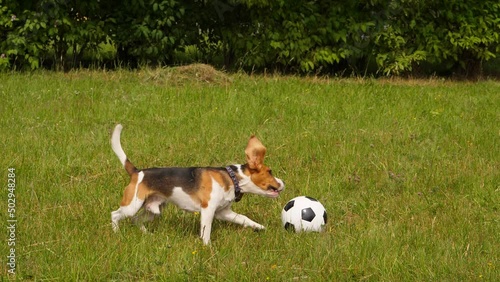 Playful dog stop flying ball and attack it, slow motion shot. Soccer ball thrown towards waiting beagle, pet kick it off by head and then try to catch by jaws photo