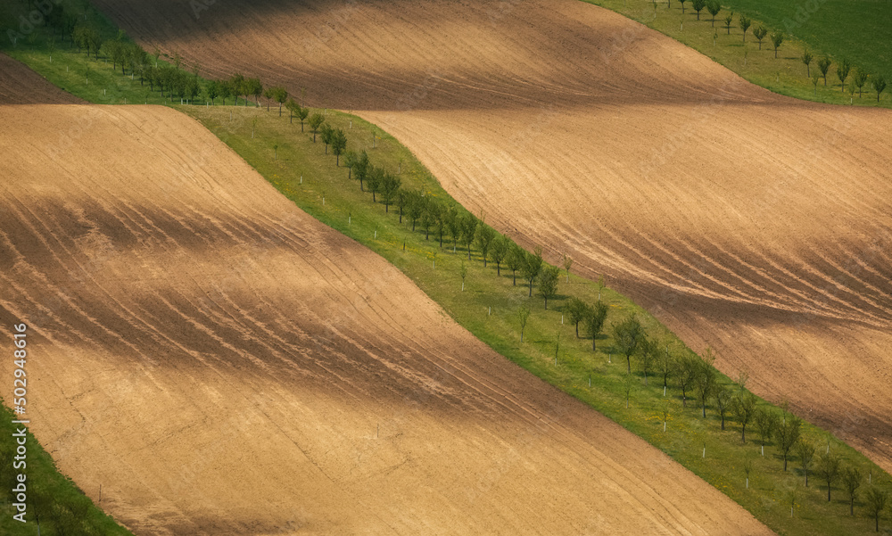 agricultural field with trees and barren land
