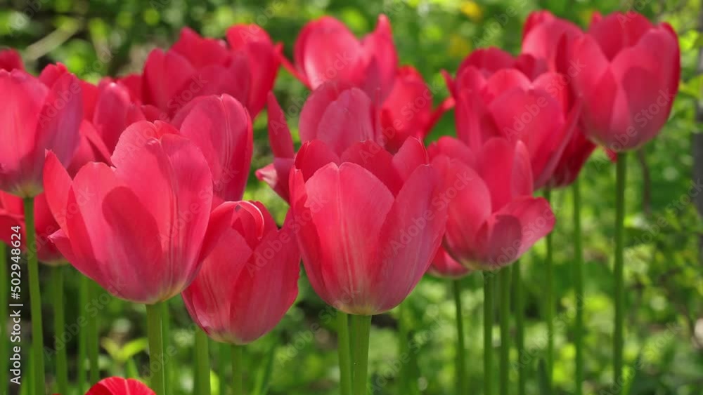 Close-up blooming of buds red tulip flowers in sunlight. Close-up blooming of buds red tulip flowers in sunlight.
