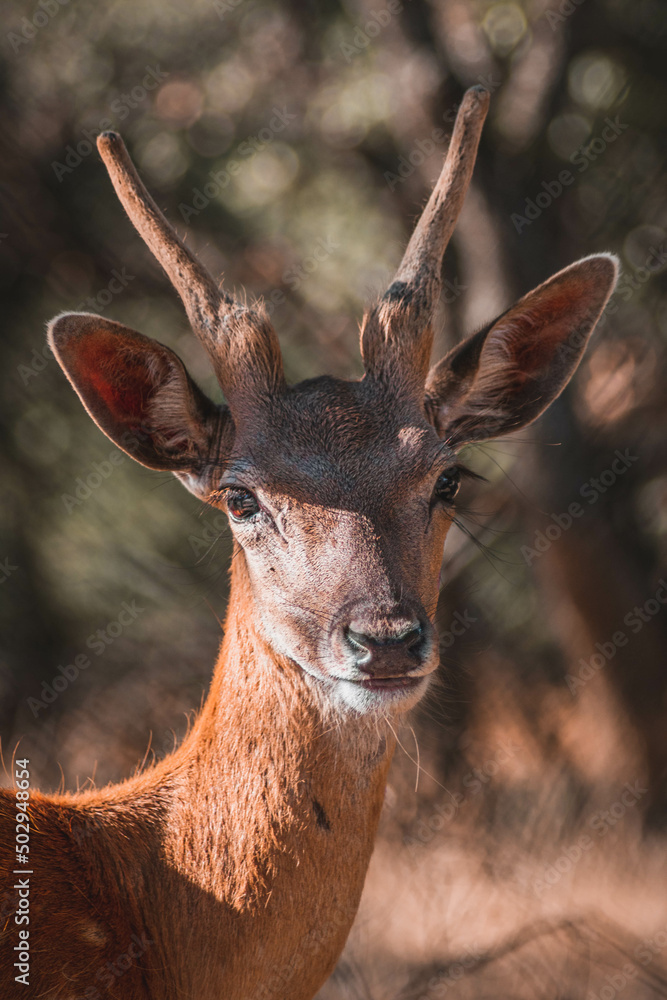 PORTRAIT OF A  YOUNG DEER