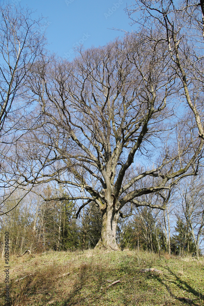 An old tree in spring season in Germany, Baden-Wuerttemberg
