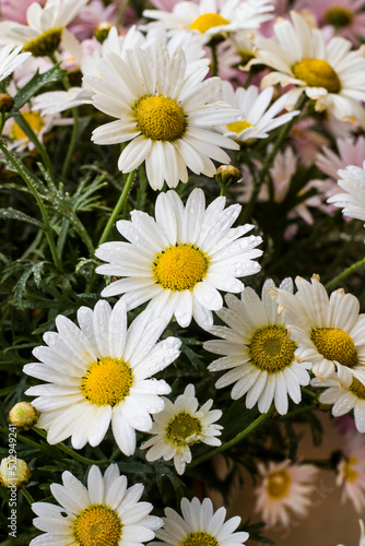 White color blooming daisies background with fresh green leaves vertical image