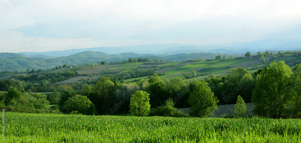 Obraz premium landscape with trees