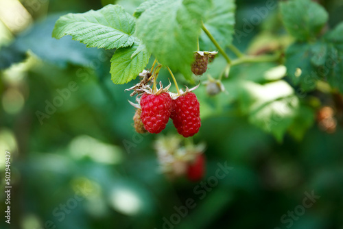 Big berries of red sweet and tasty raspberries sour on branches in the summer