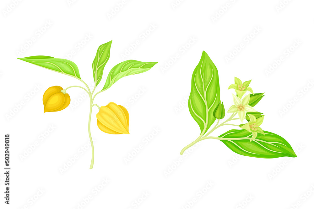 Sprigs of physalis plant with green leaves, flowers and and berries set. Golden berry plant, organic antioxidant food vector illustration