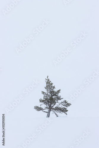 evergreen conifer tree in a snowstorm, wallpaper with free space 