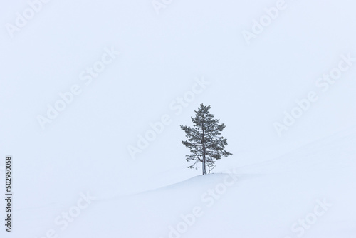 evergreen conifer tree in a snowstorm  wallpaper with free space  