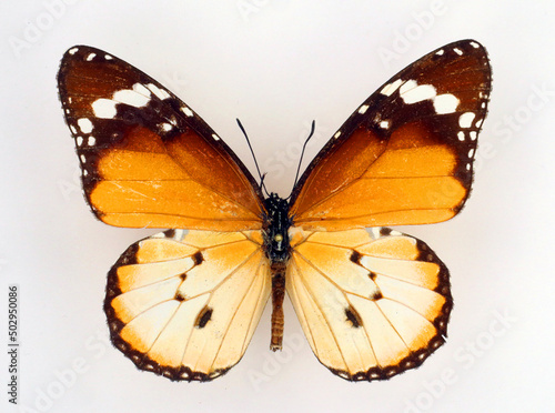 фотографія Butterfly Danaus chrysippus isolated on white
