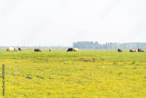 Fototapeta Naklejka Na Ścianę i Meble -  A vast expanse of grassland under the sky