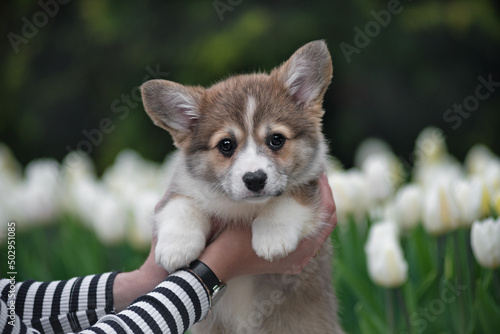 Charming corgi puppy in his arms against a background of white tulips