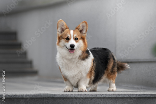 Corgi Pembroke dog standing near the steps in the park