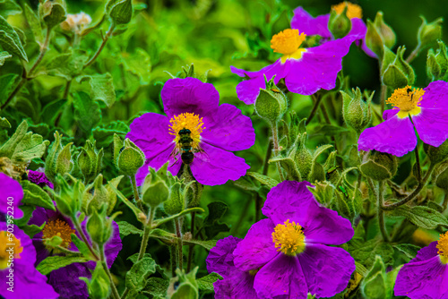 bee on a purple flower in the garden