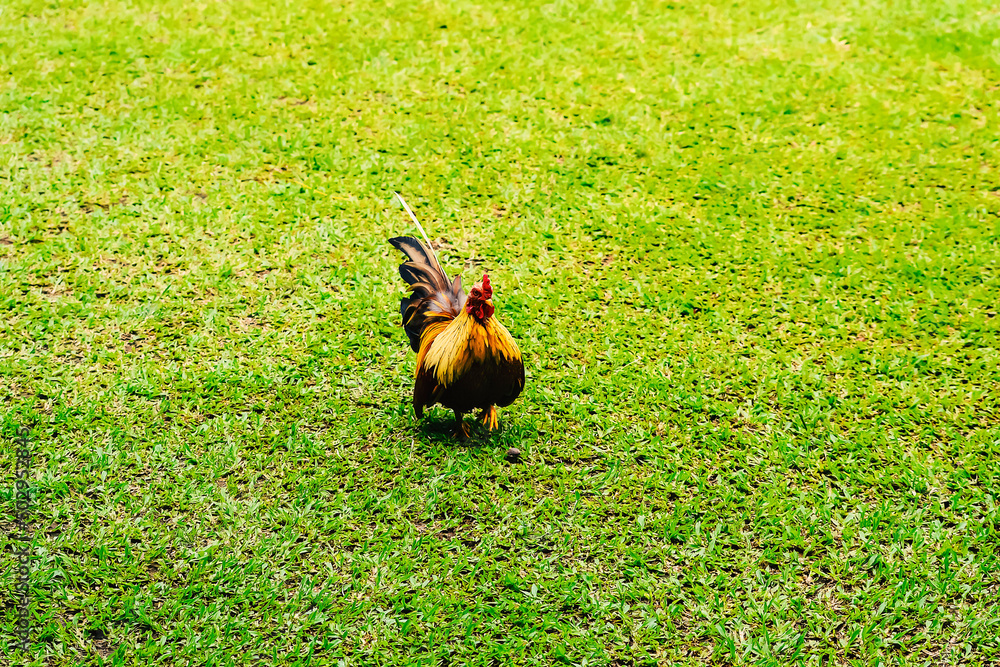 Bantam chicken or ayam kate or ayam katai in Indonesian language, looking for food on green field. Bantam chicken or ayam kate or ayam katai in Indonesian language, looking for food on green field.