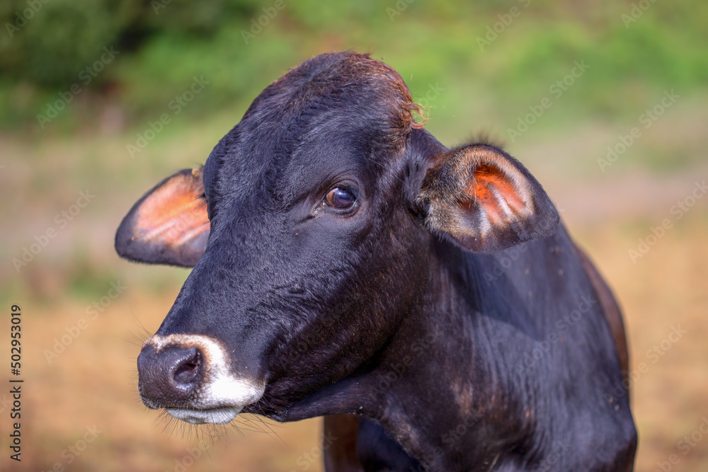Close-up photography of a cow head on a pasture field. Captured at a farmland near the town of Arcabuco, in the central Andean mountains of Colombia.