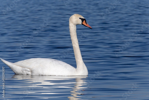 Fototapeta Naklejka Na Ścianę i Meble -  white swan swimming in a blue waves