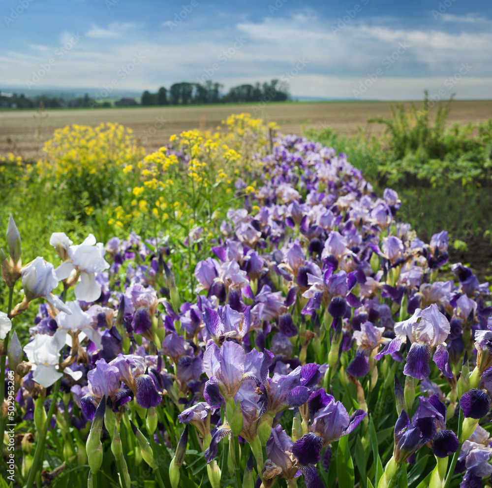beautiful irises, in the foreground purple and yellow flowers, landscape of fields and groves in the valley