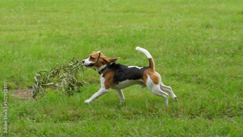 Two young dogs play with branch, one smart catch wooden stick with leaves and run away with funny jumps photo