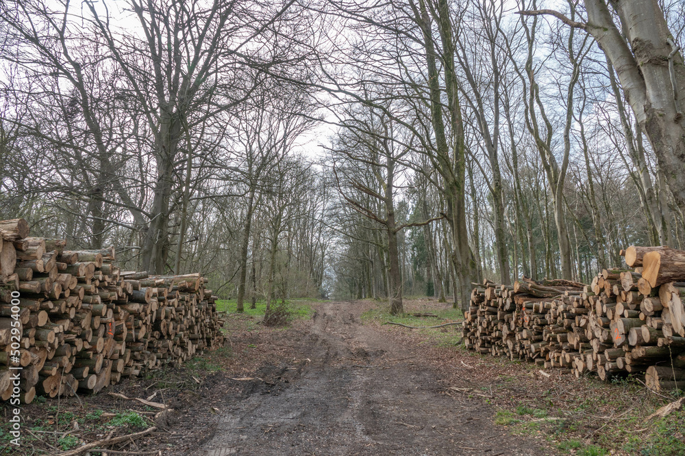 footpath through stack of logs in the countryside logging timber wood industry