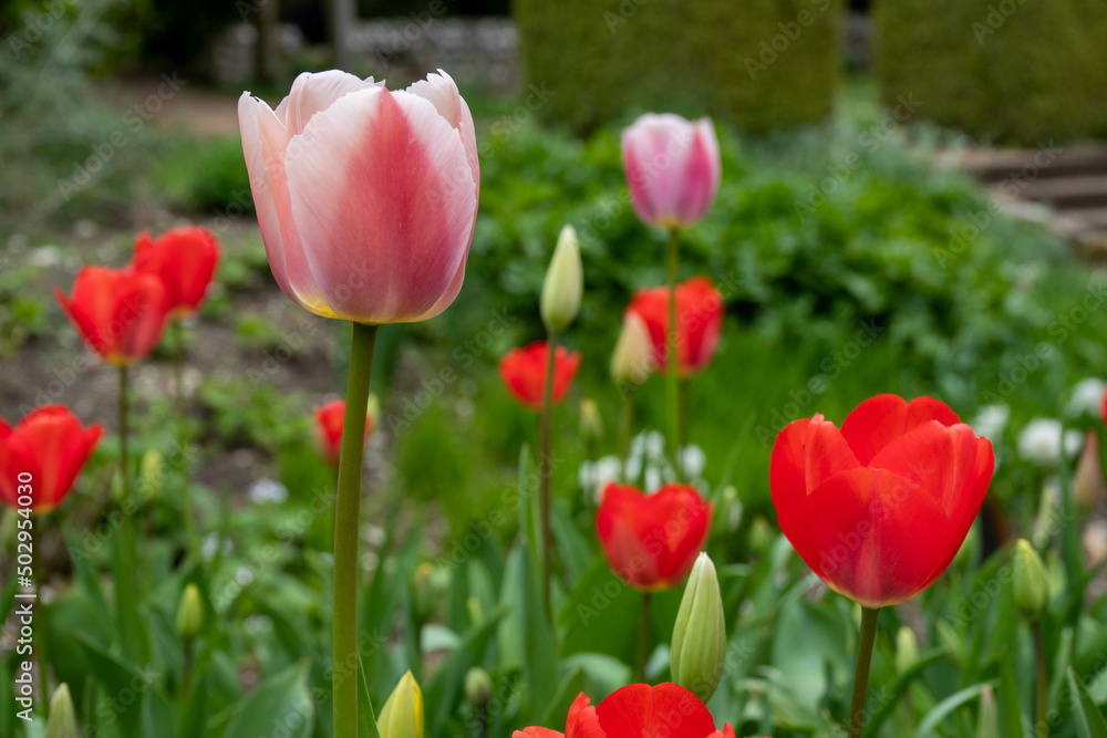 beautiful pink and white and red tulips in the flower border beautiful pink and white and red tulips in the flower border