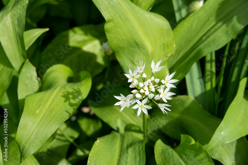 wild garlic growing in the spring sunshine  © Penny