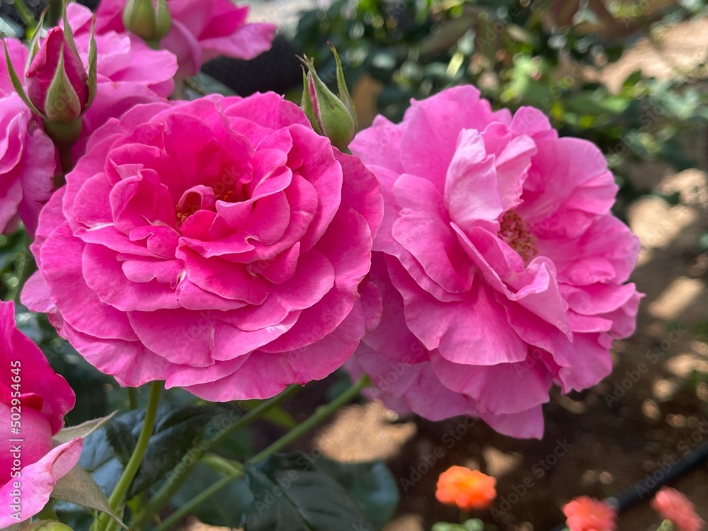 FLOWER FLOWER