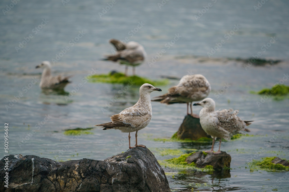 Yellow-legged Gull (Larus michahellis) perched on a rock Yellow-legged Gull (Larus michahellis) perched on a rock