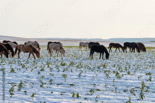 The Southern Urals. A herd of horses grazing in a winter field.