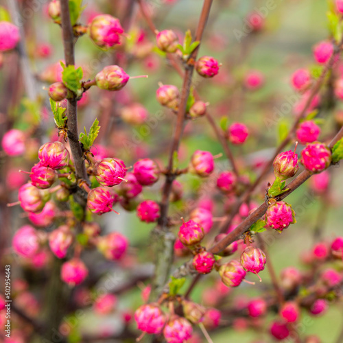 spring floral background of many buds of pink sakura