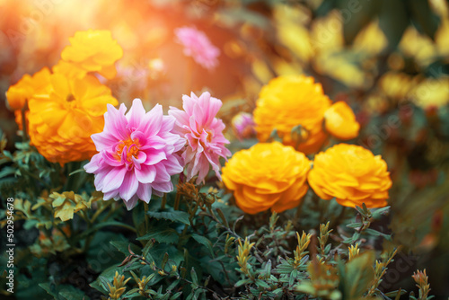 Fototapeta Naklejka Na Ścianę i Meble -  Dalie i Jaskry, różowe i żółte wiosenne kwiaty jako ozdoba w ogrodzie	