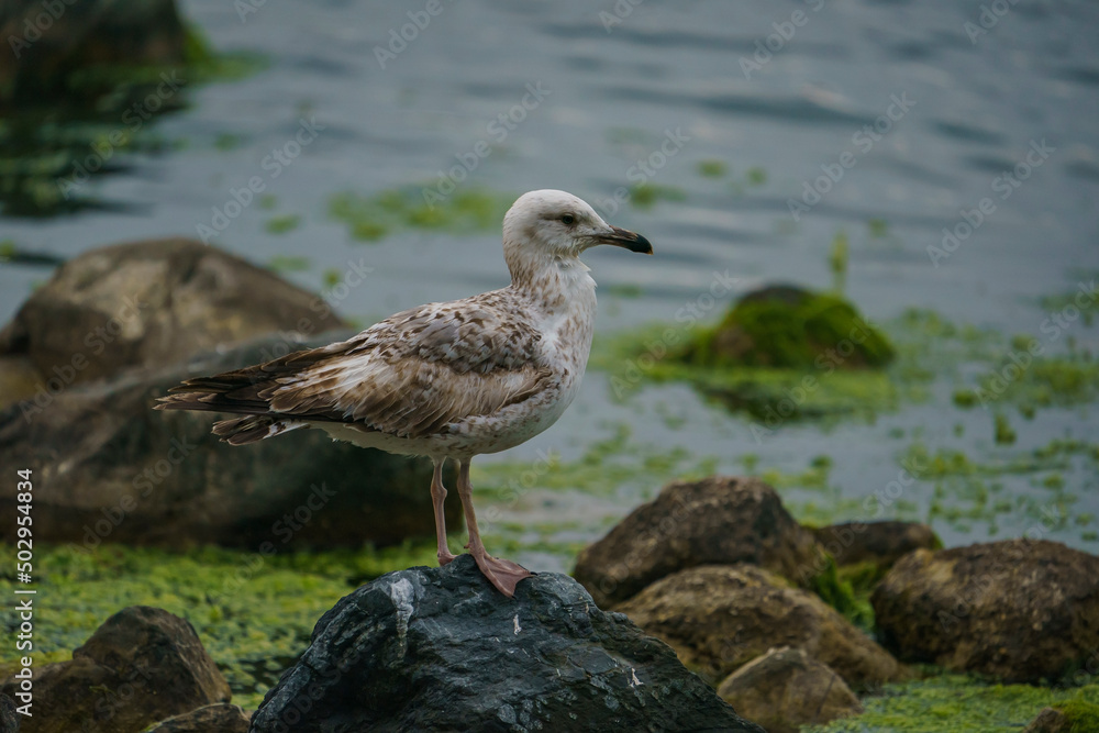 Yellow-legged Gull (Larus michahellis) perched on a rock