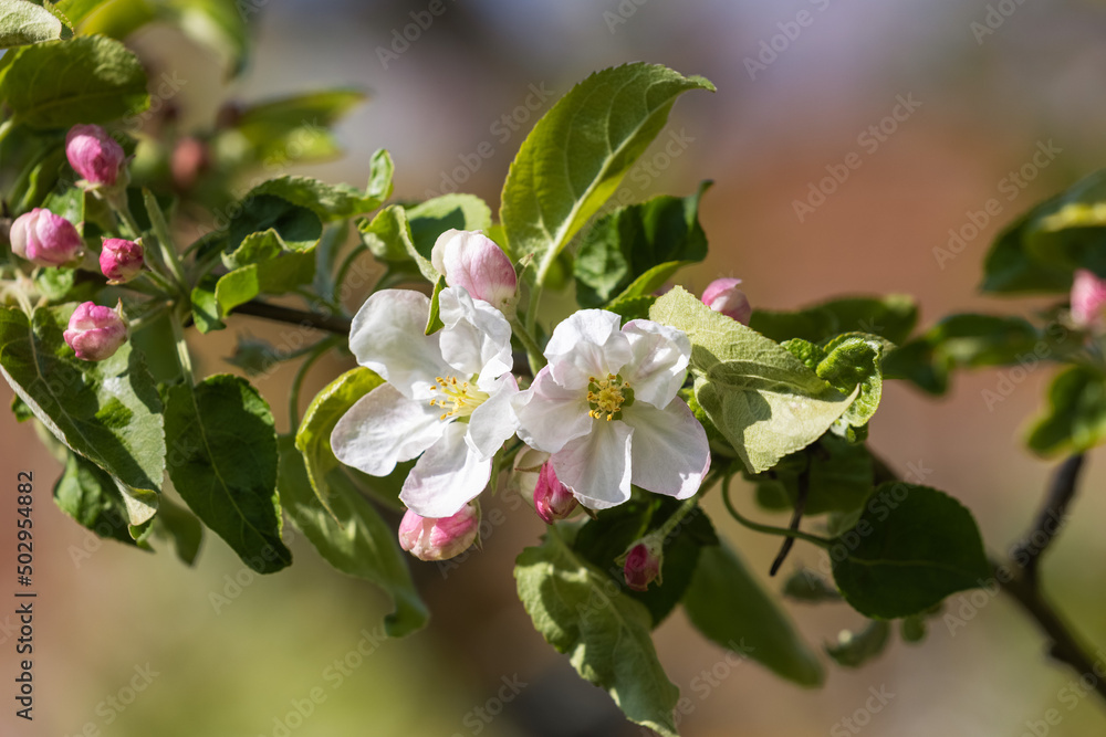 Obraz premium The close-up of the apple flower in spring