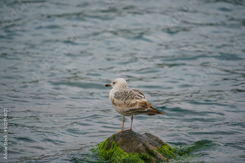 Yellow-legged Gull (Larus michahellis) perched on a rock