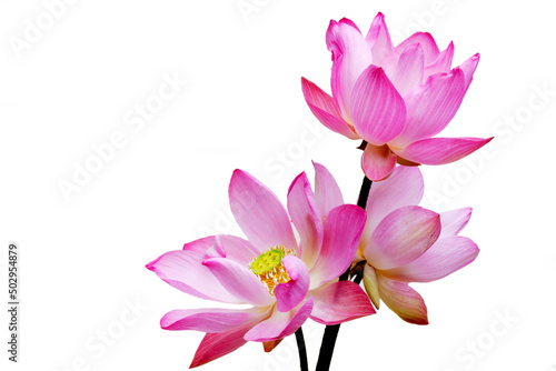 lotus flower © sakhorn38