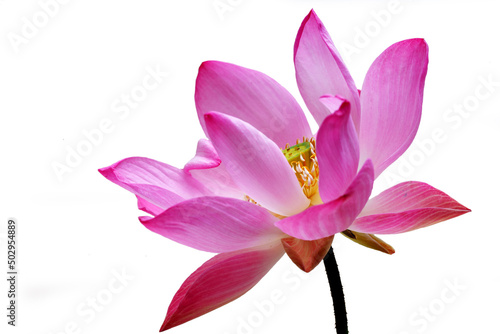 lotus flower