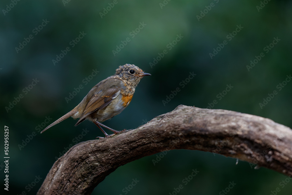Juvenile European Robin (Erithacus rubecula), known simply as the robin or robin redbreast searching for food in the forest in the Netherlands Juvenile European Robin (Erithacus rubecula), known simply as the robin or robin redbreast searching for food in the forest in the Netherlands