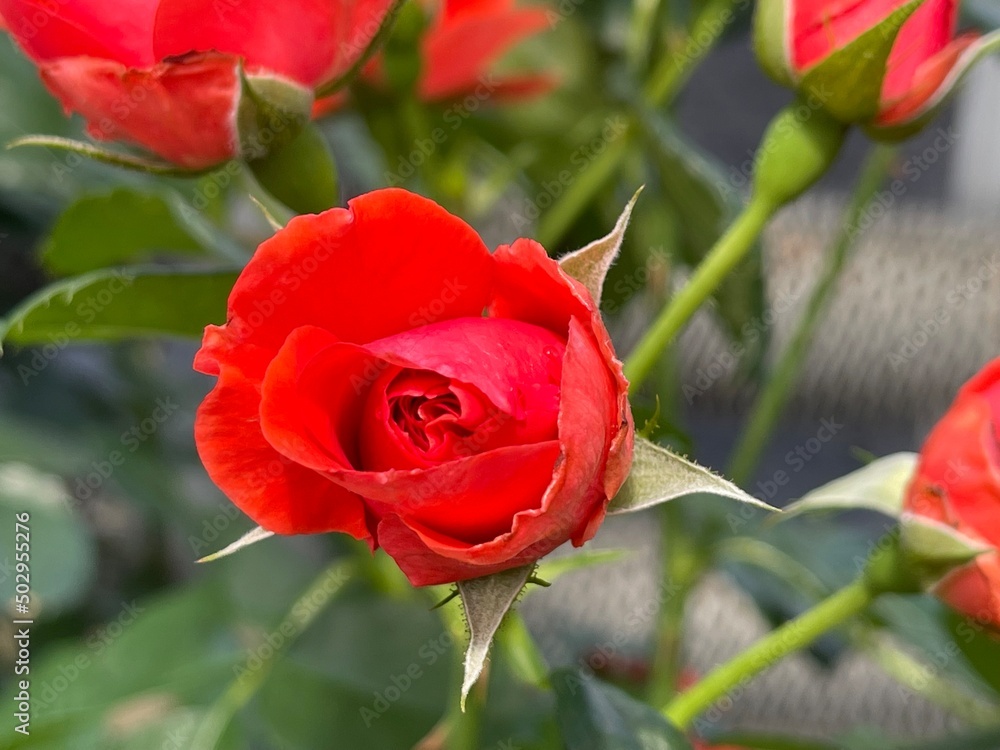 Obraz premium FLOWER