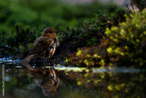 Juvenile European Robin (Erithacus rubecula), known simply as the robin or robin redbreast taking a bath in the forest in the Netherlands