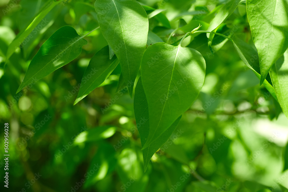 Obraz premium Spring natural blurred background with green leaves on tree branch, copy space, defocused