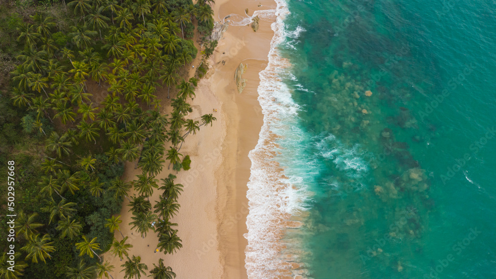 Tropical landscape, paradise beach, palm trees and ocean, travel drone photo.