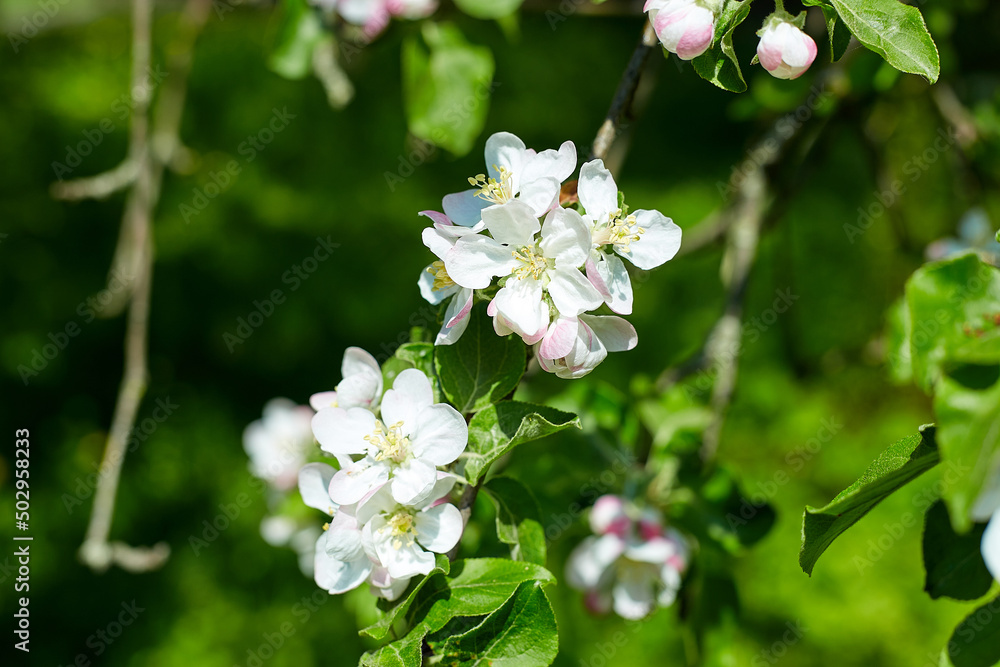 Fototapeta premium Beautiful blooming apple trees in spring park close up