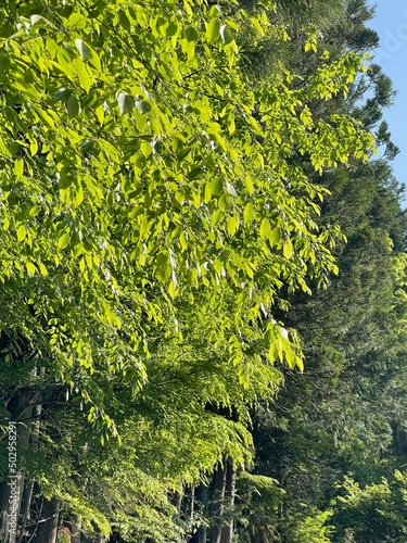 Wallpaper Mural GREEN Torontodigital.ca