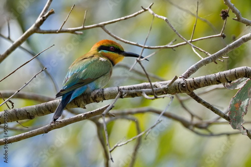 Australian Rainbow bee-eater in a tree