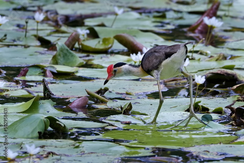 Young Australian Comb-crested Jacana walking on floating plants photo