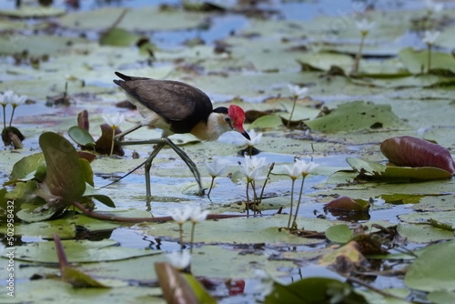 Young Australian Comb-crested Jacana walking on floating plants