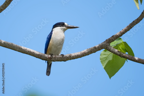 Australian Blue Forest Kingfisher perched on a branch