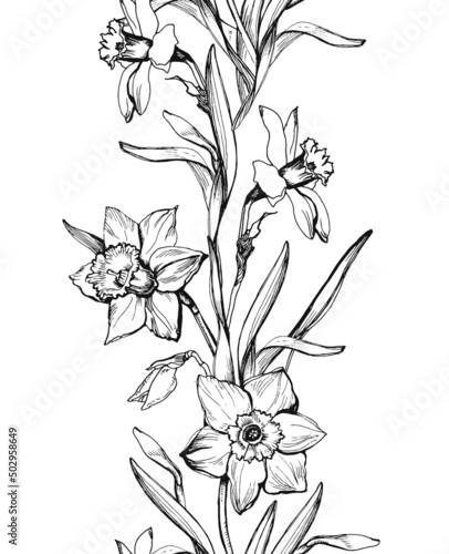 Botanical seamless border with outline hand drawn elegant flowers daffodil, narcissus isolated on white.