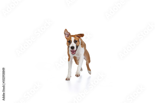 One Staffordshire terrier dog posing isolated on white studio background. Looks happy, delighted. Concept of motion, action, pet's love