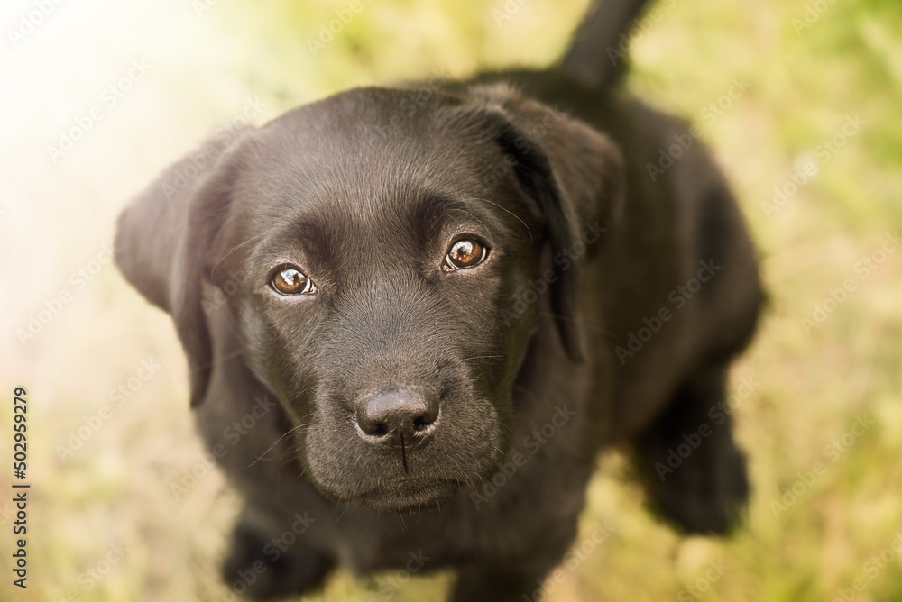 Black Labrador Retriever puppy sitting on the grass. The dog looks at the camera.