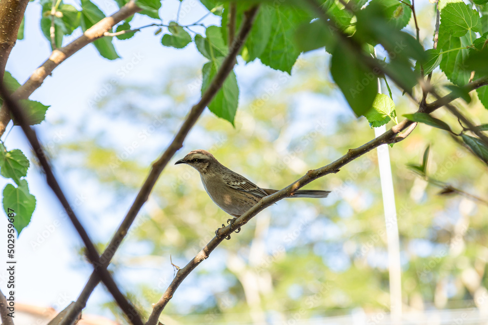 Mimus saturninus. Um pássaro empoleirado em um galho de uma árvore frondosa. Mimus saturninus. Um pássaro empoleirado em um galho de uma árvore frondosa.
